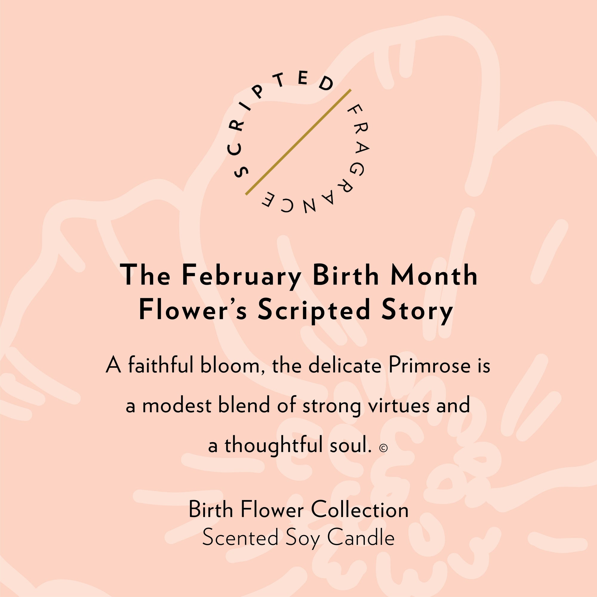 Close-up of February Primrose Candle with scripted story highlighting love and resilience, elegant font over soft background, birth flower meaning and scent inspiration