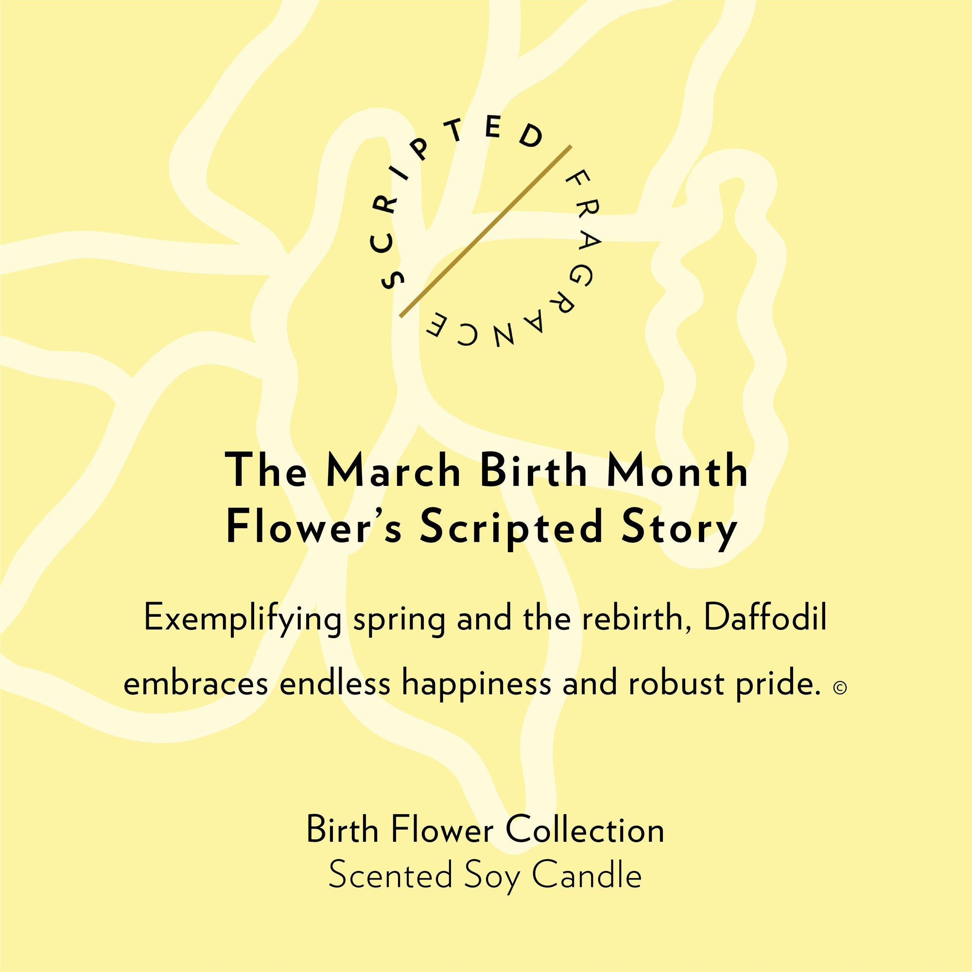 March Daffodil Candle with scripted story text, symbolizing renewal and optimism, elegant layout featuring birth flower meaning and spring-inspired design