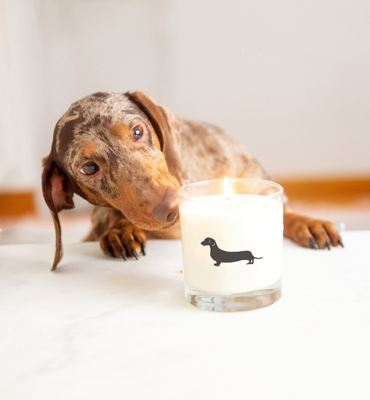 Scripted Fragrance Dachshund soy candle with dachshund dog